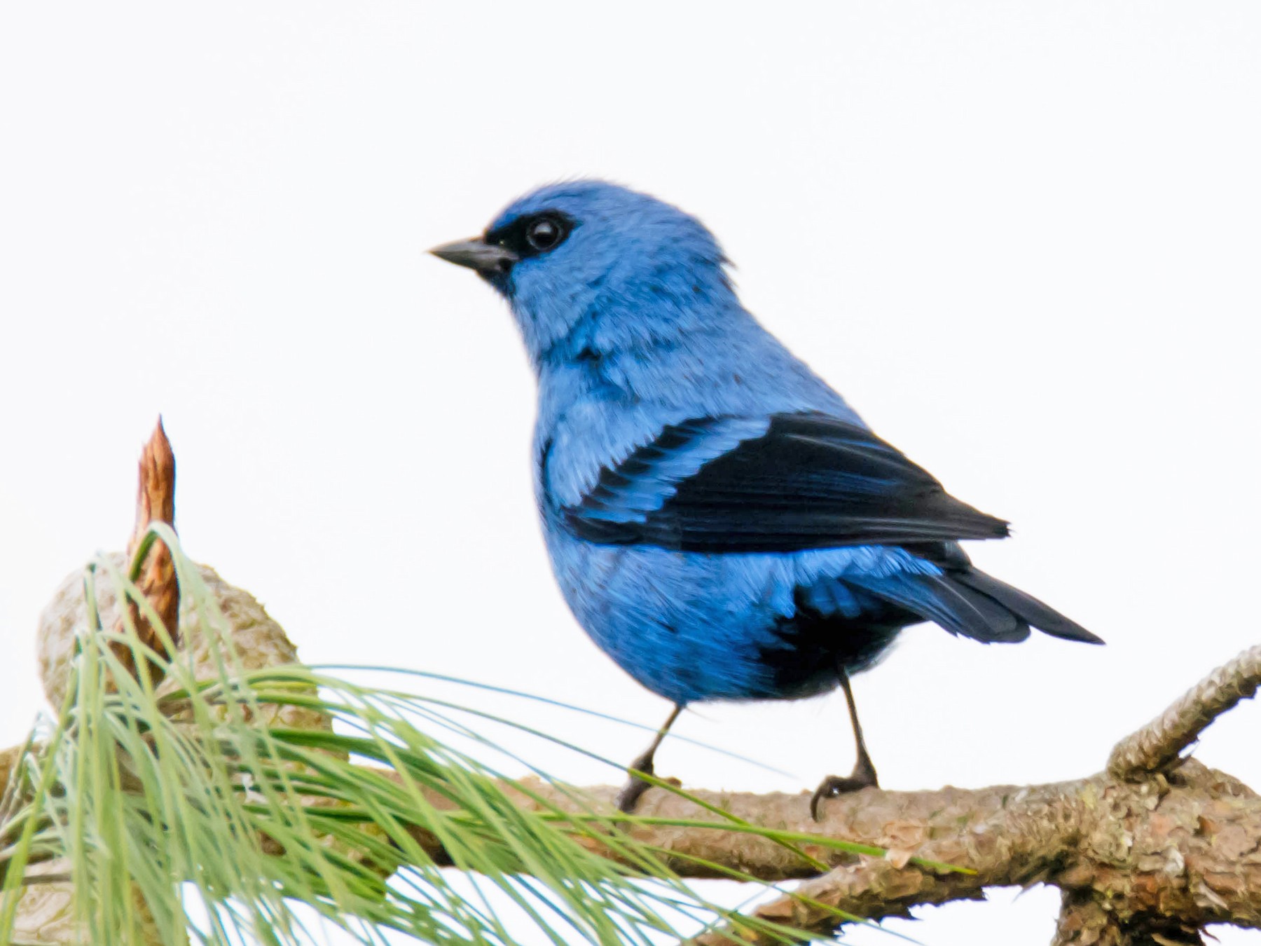 Blue-and-black Tanager - Juan Sebastian Moreno