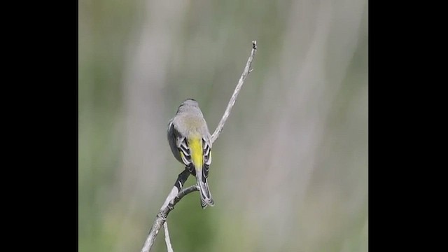 Lawrence's Goldfinch - ML555924431