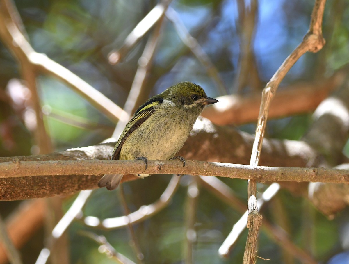 Moustached Tinkerbird - ML555924731