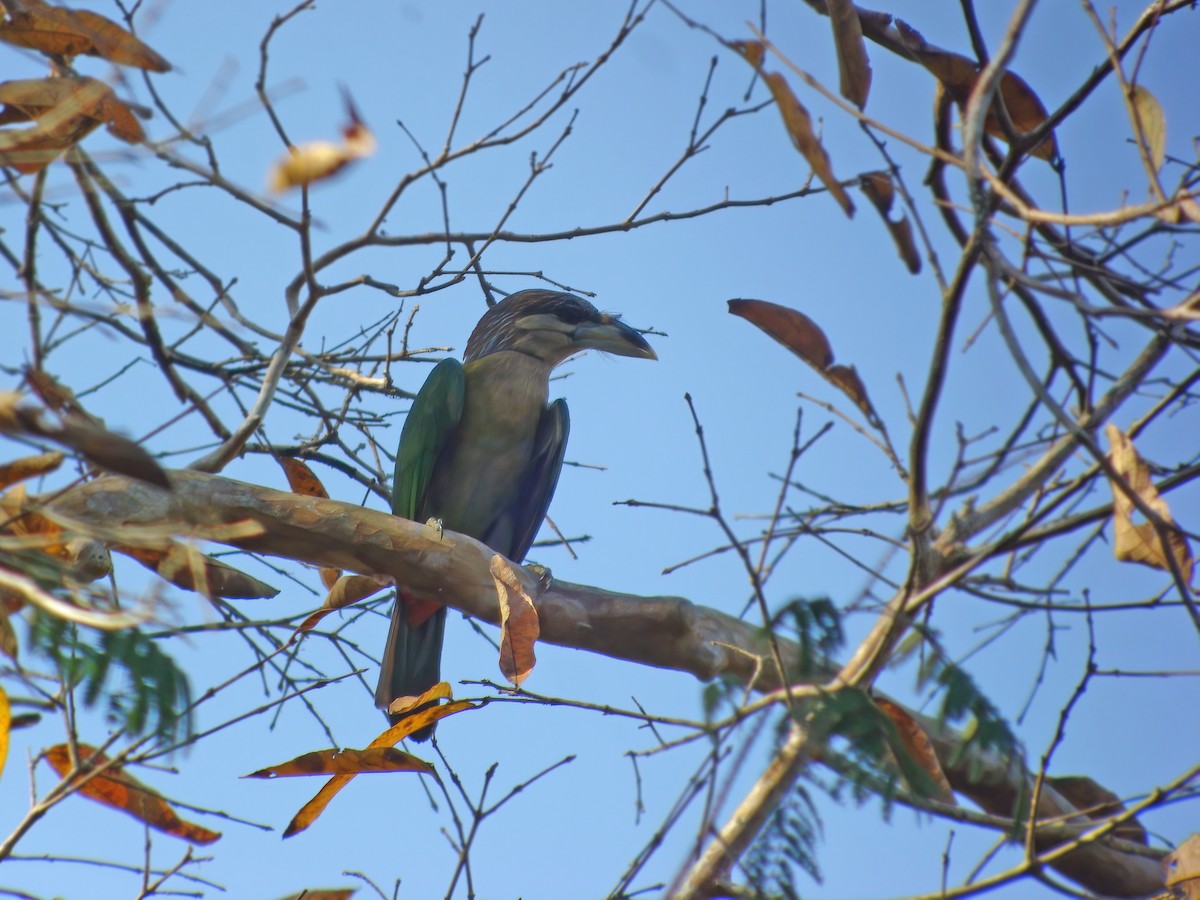 Red-vented Barbet - ML555926671