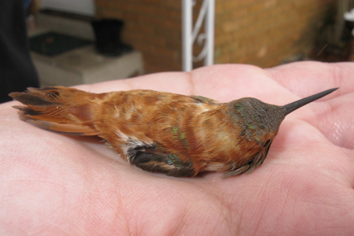 Rufous Hummingbird - ML555926891