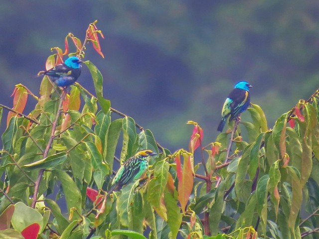  - Blue-necked Tanager - 
