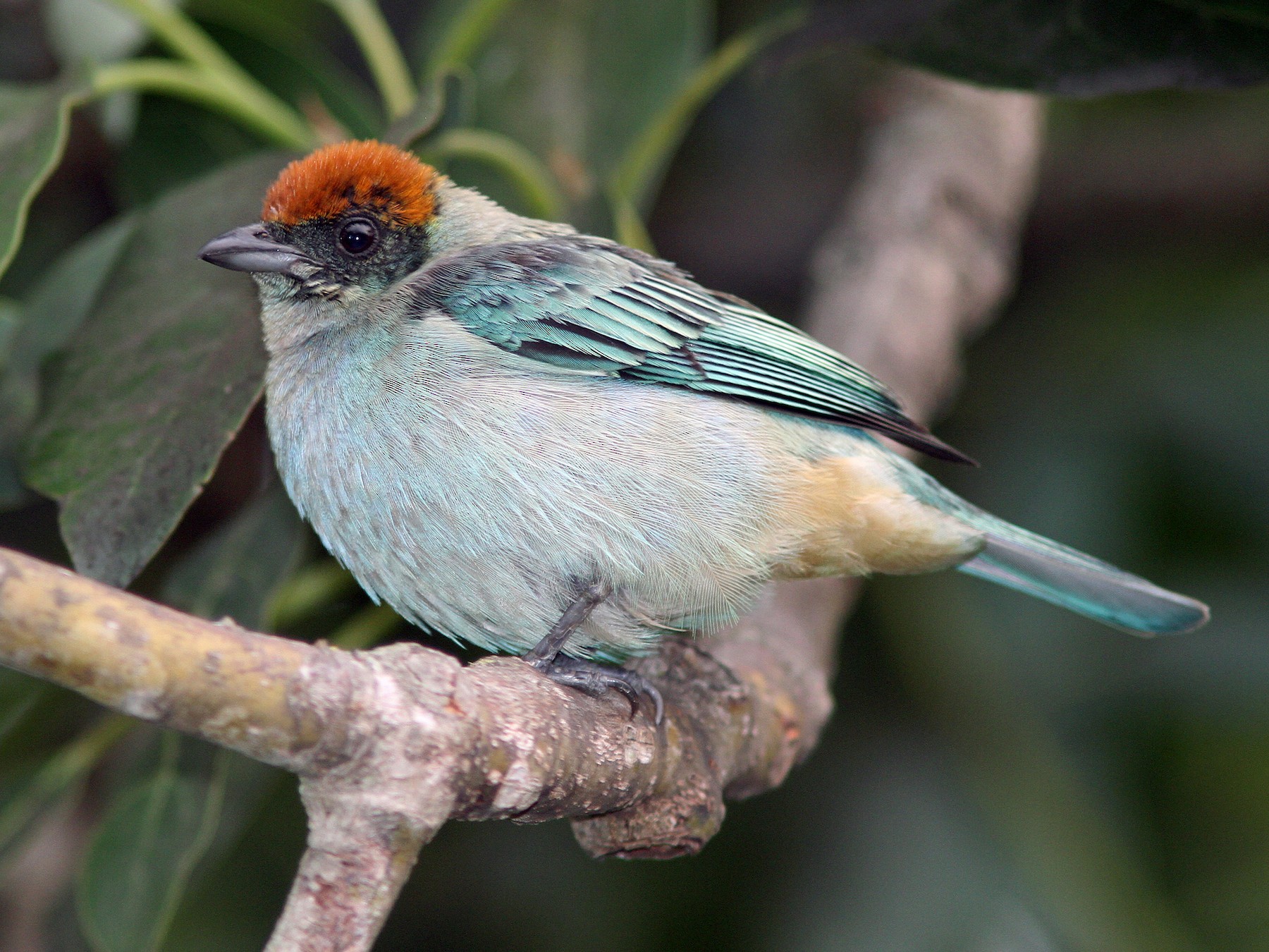 Scrub Tanager - Larry Therrien