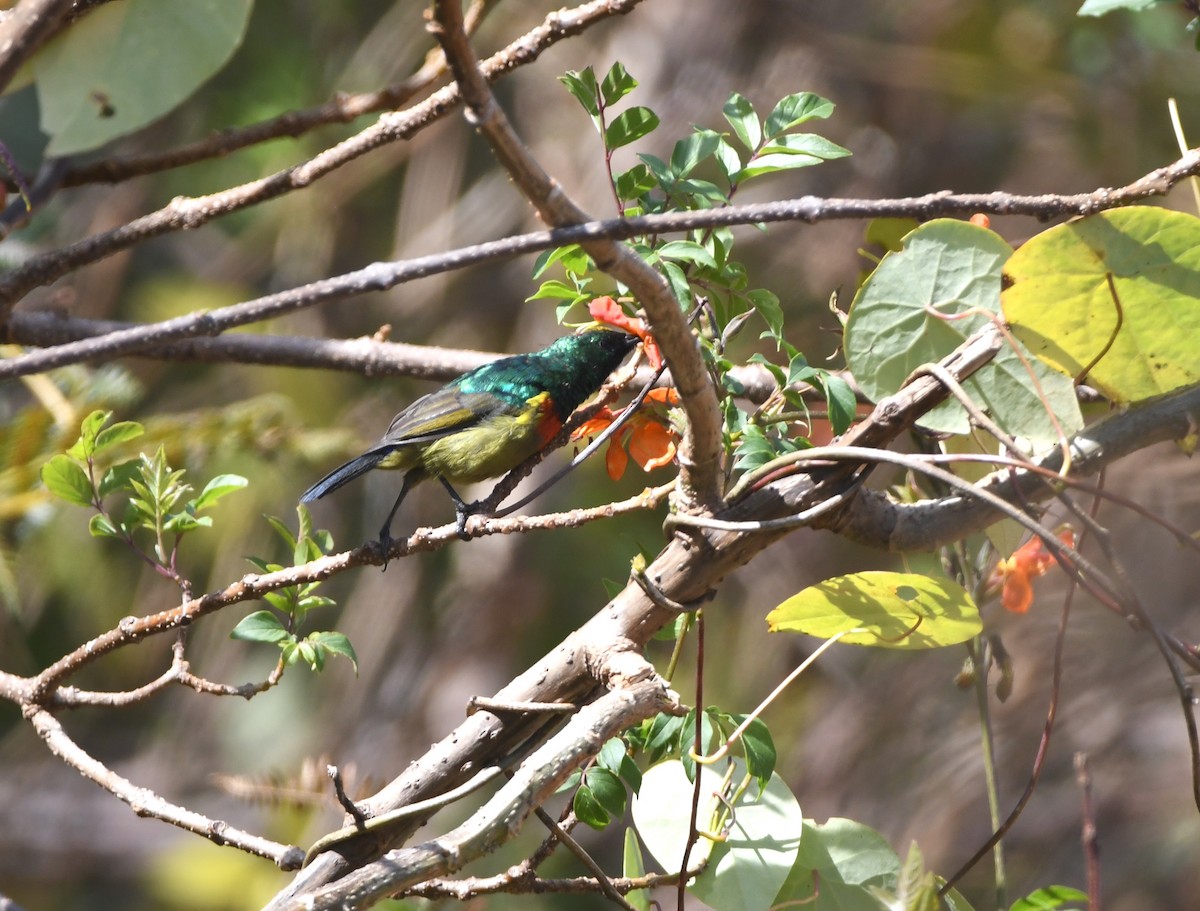 Forest Double-collared Sunbird - ML555938151