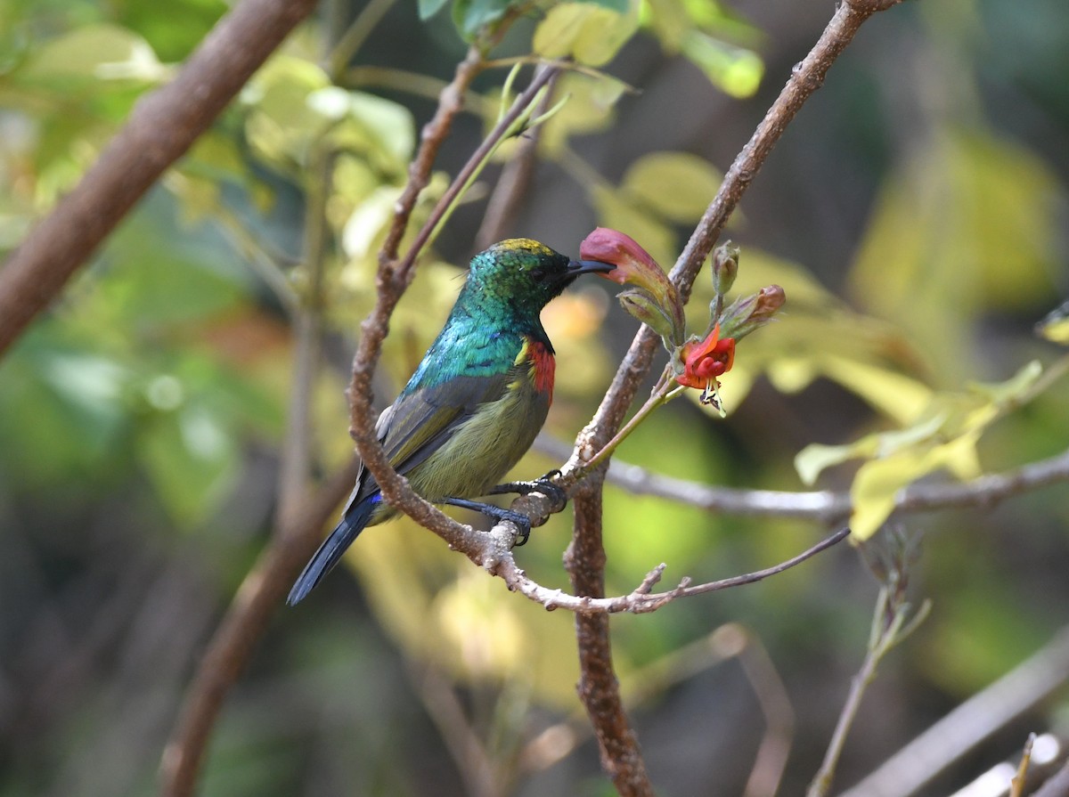 Forest Double-collared Sunbird - ML555938431