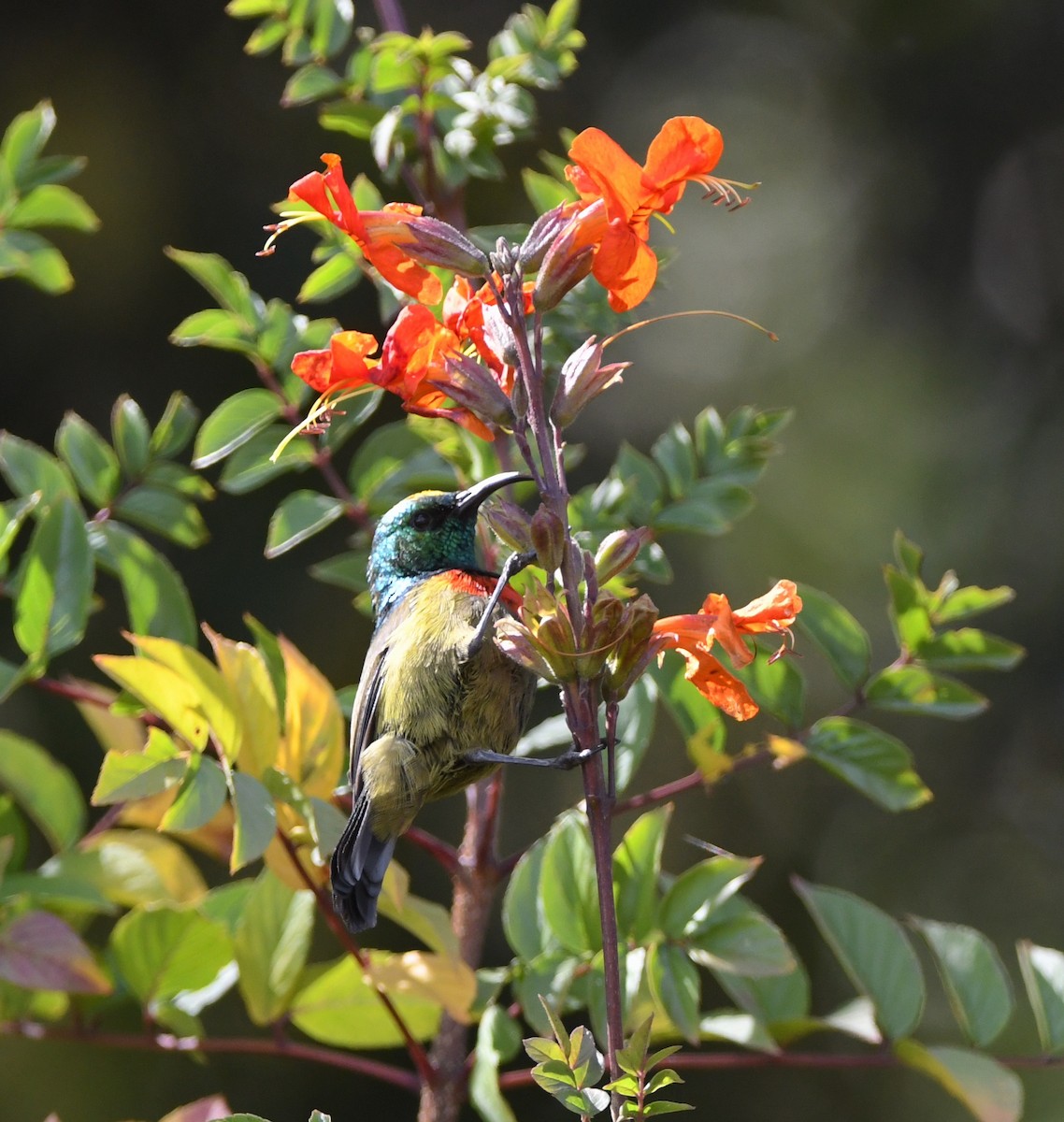 Forest Double-collared Sunbird - ML555938661