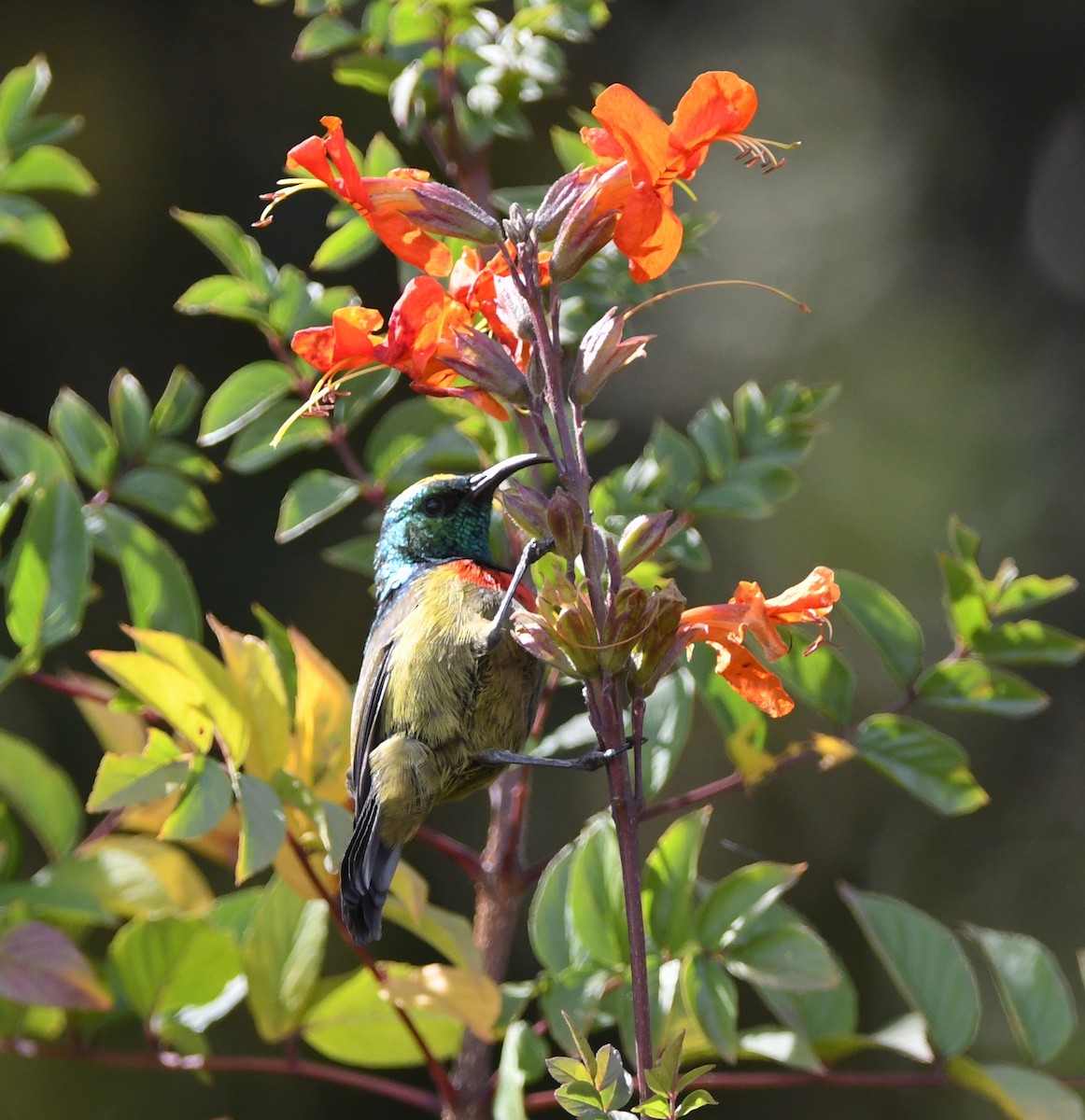 Forest Double-collared Sunbird - ML555938971
