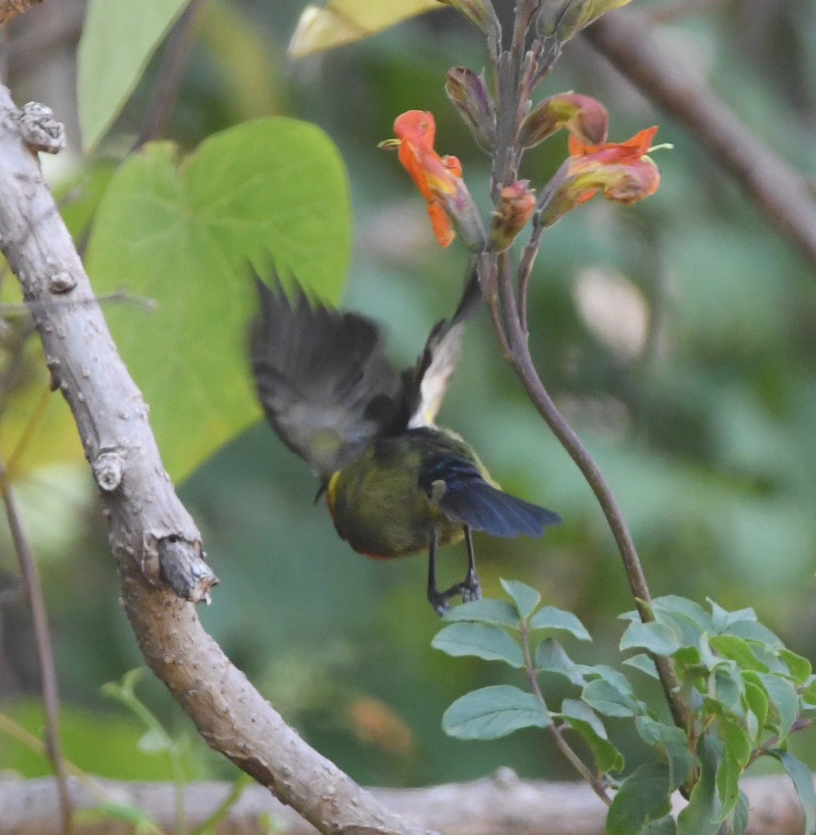 Forest Double-collared Sunbird - ML555939041
