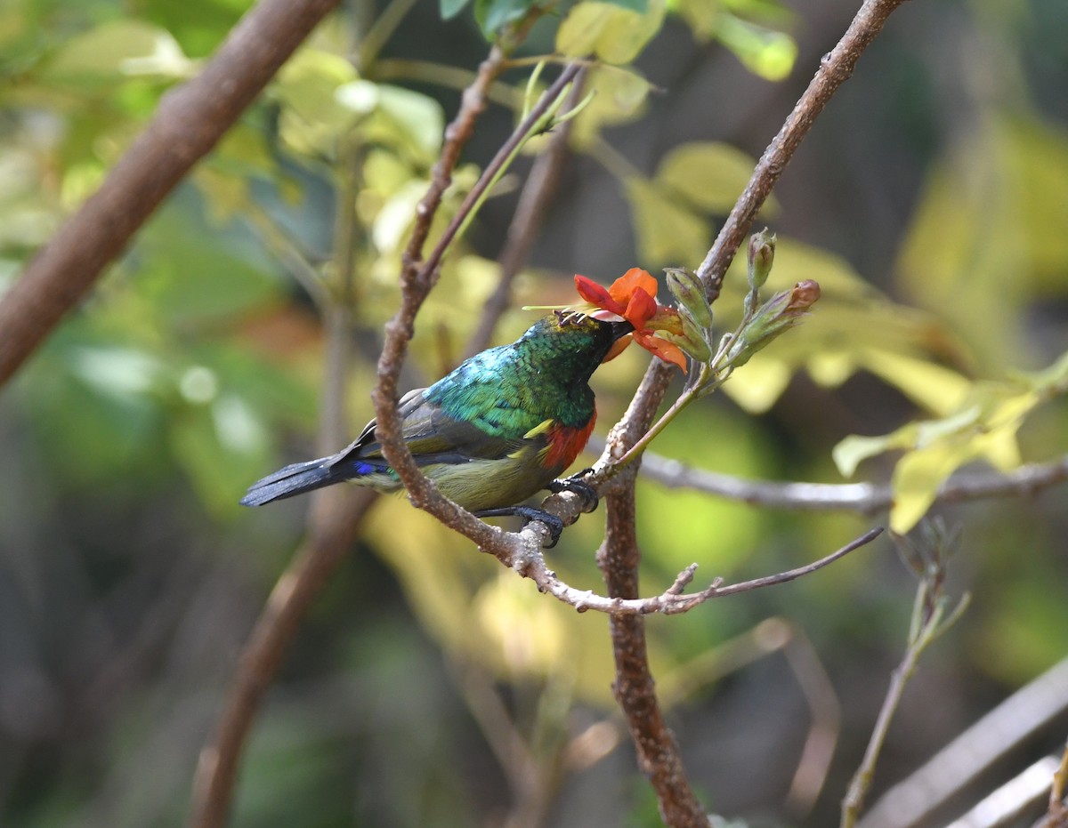 Forest Double-collared Sunbird - ML555939281