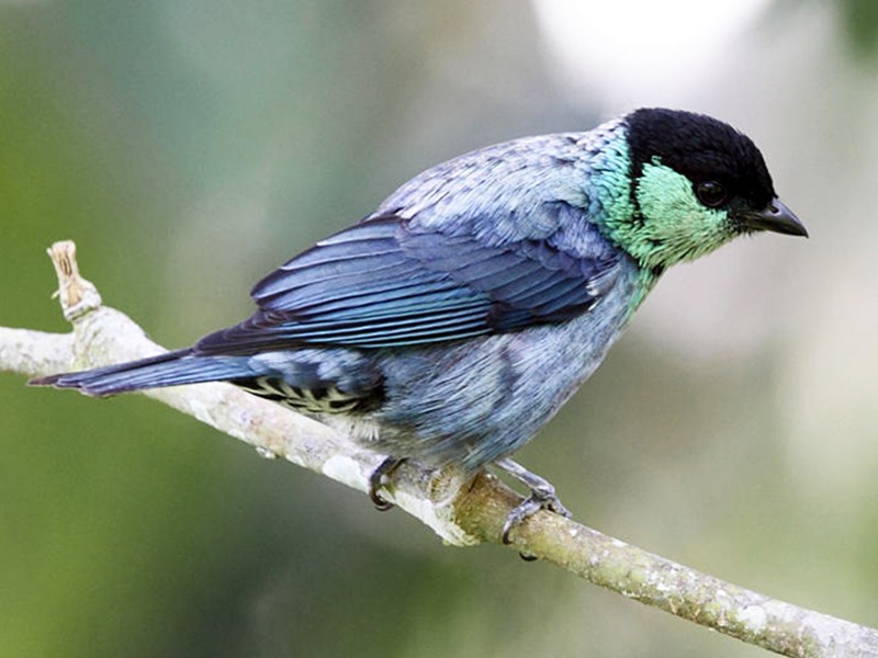 Black-capped Tanager - eBird