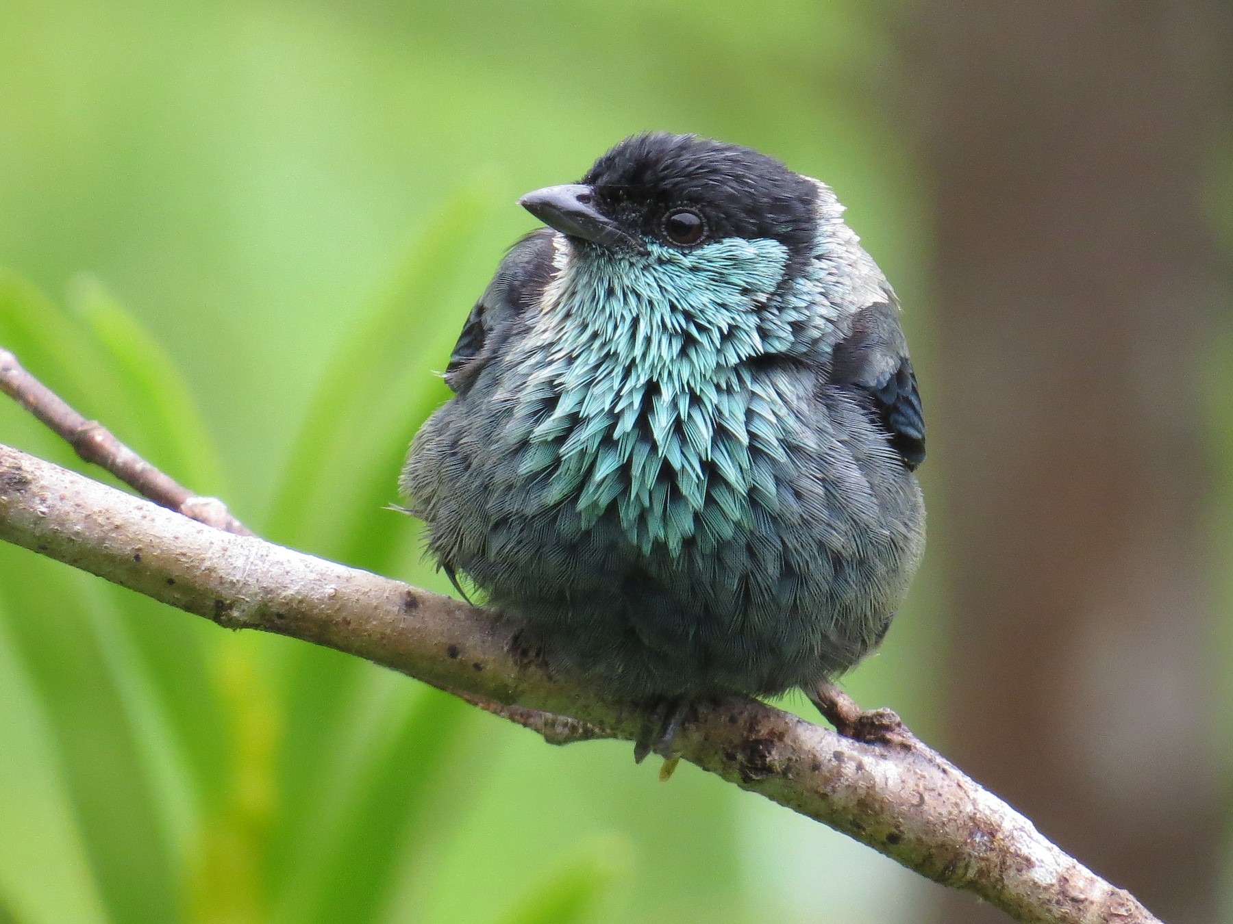 Black-capped Tanager - Eric Wilmot