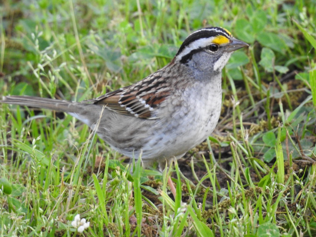 White-throated Sparrow - milly strelzoff