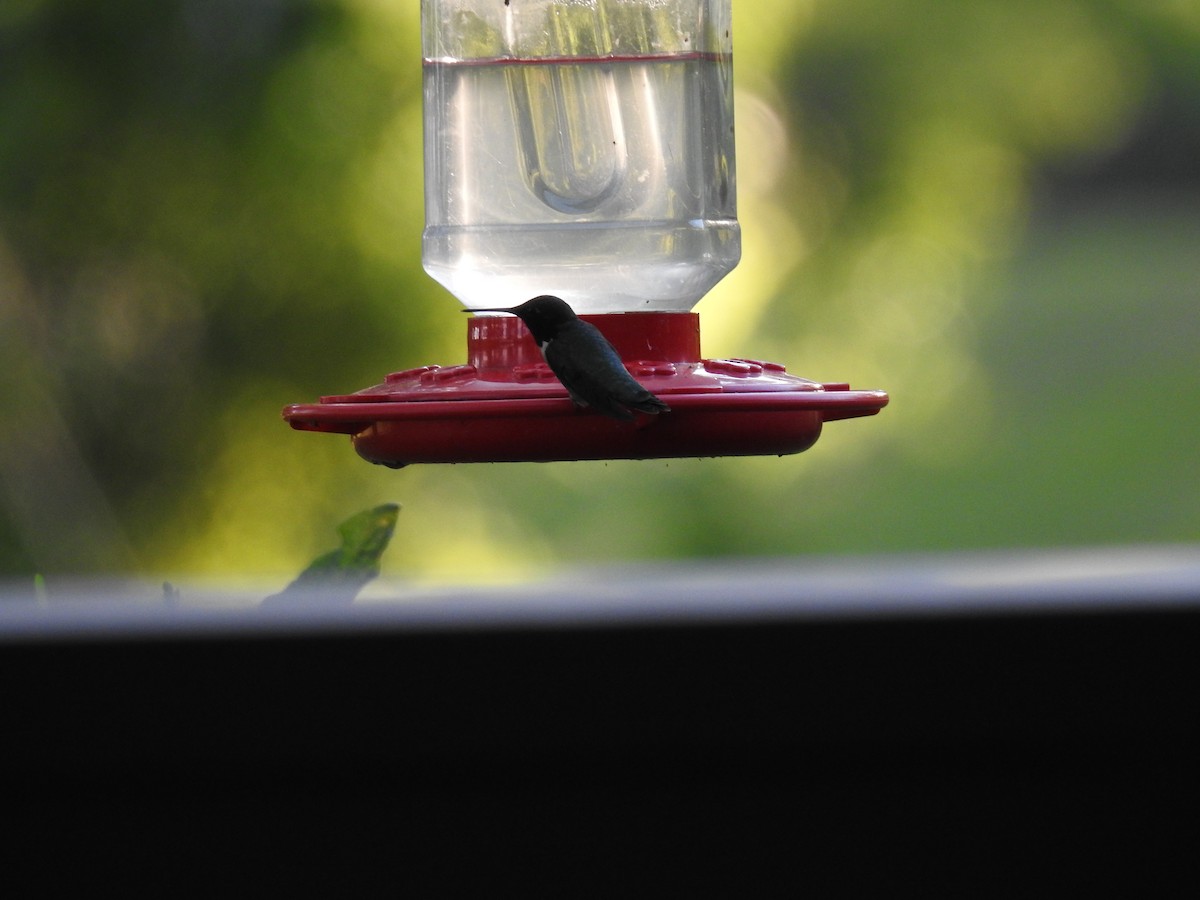 Ruby-throated Hummingbird - milly strelzoff