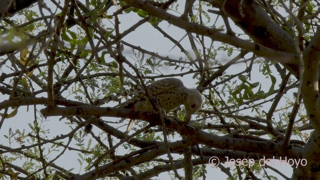 Little Gray Woodpecker - ML555942151