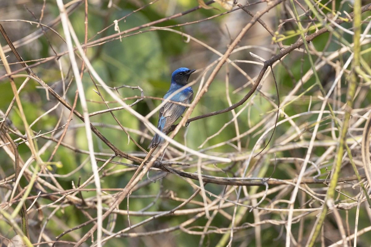 Blue-and-white Flycatcher - ML555944861