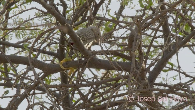 Little Gray Woodpecker - ML555945411