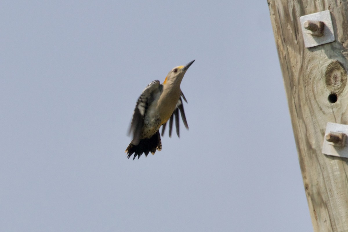 Golden-fronted Woodpecker (Northern) - ML555949851