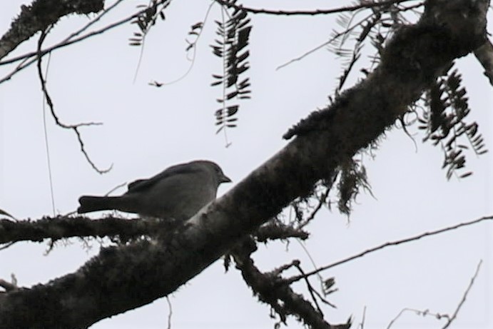 Pileated Finch - ML555952911