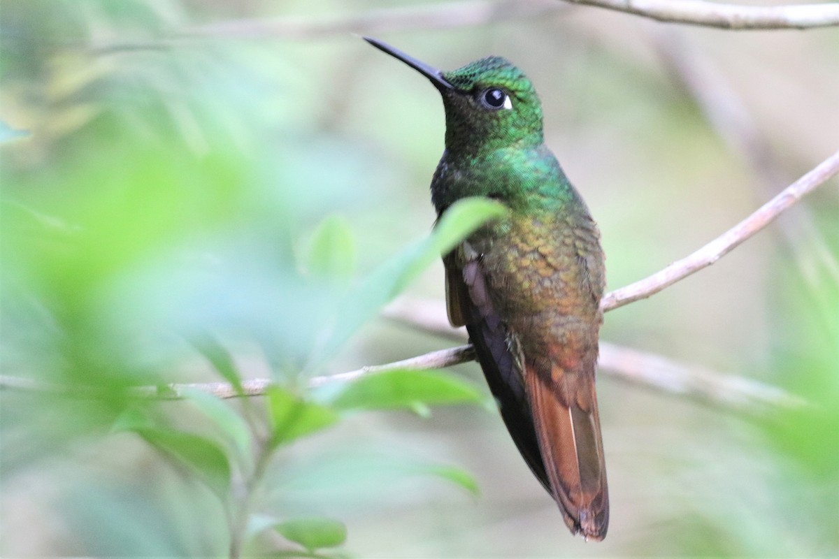 kolibřík brazilský - ML555953391