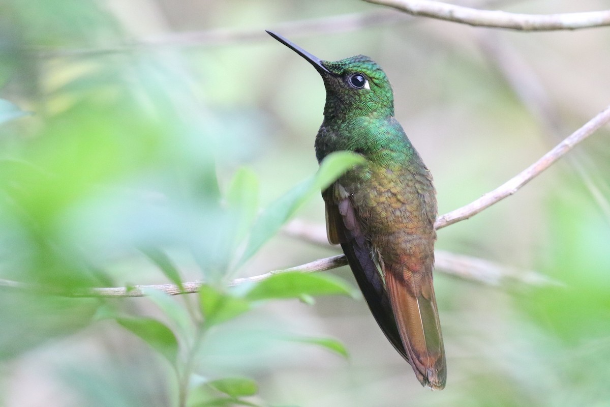 kolibřík brazilský - ML555953411