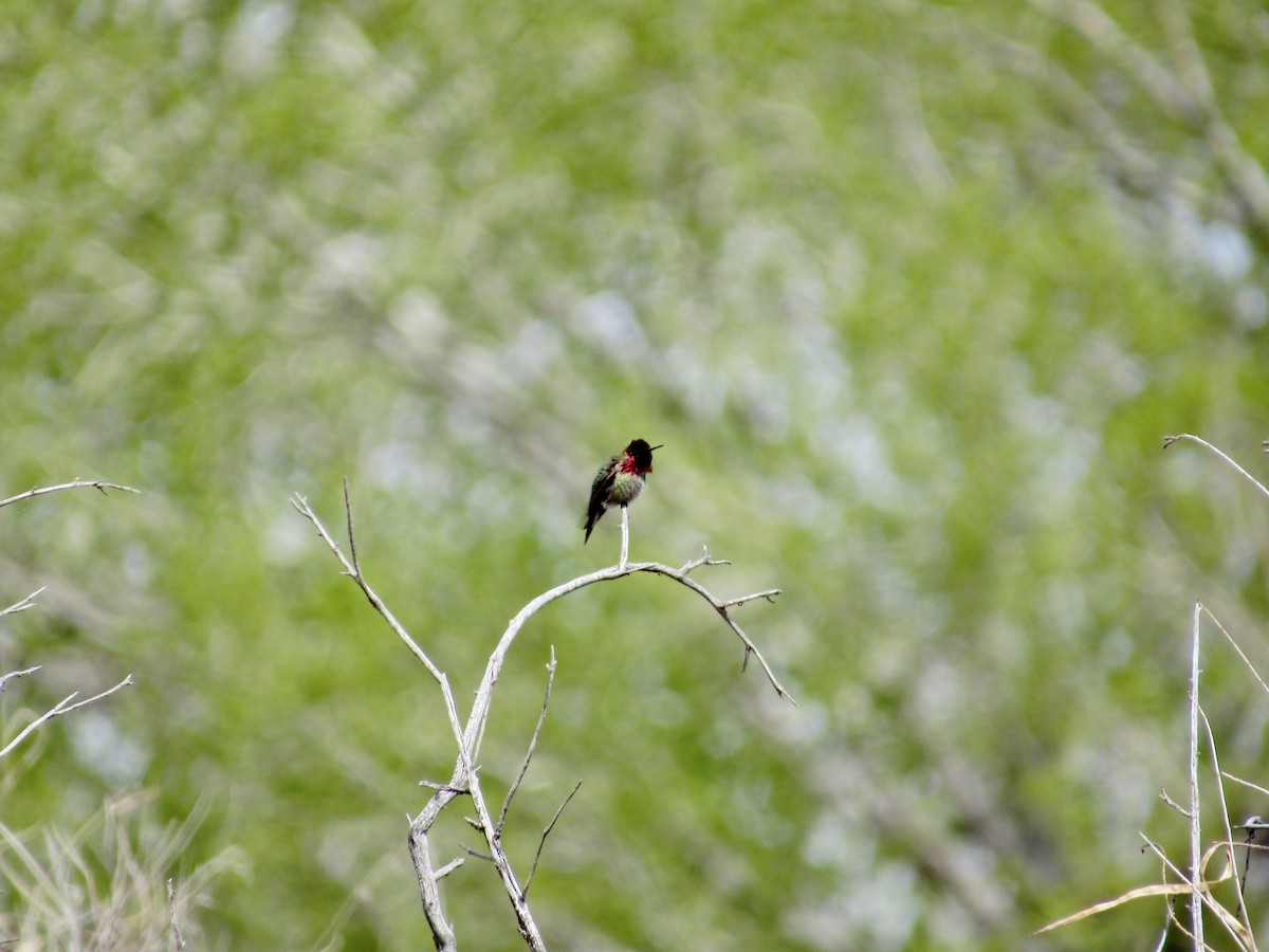 Anna's Hummingbird - ML555953931