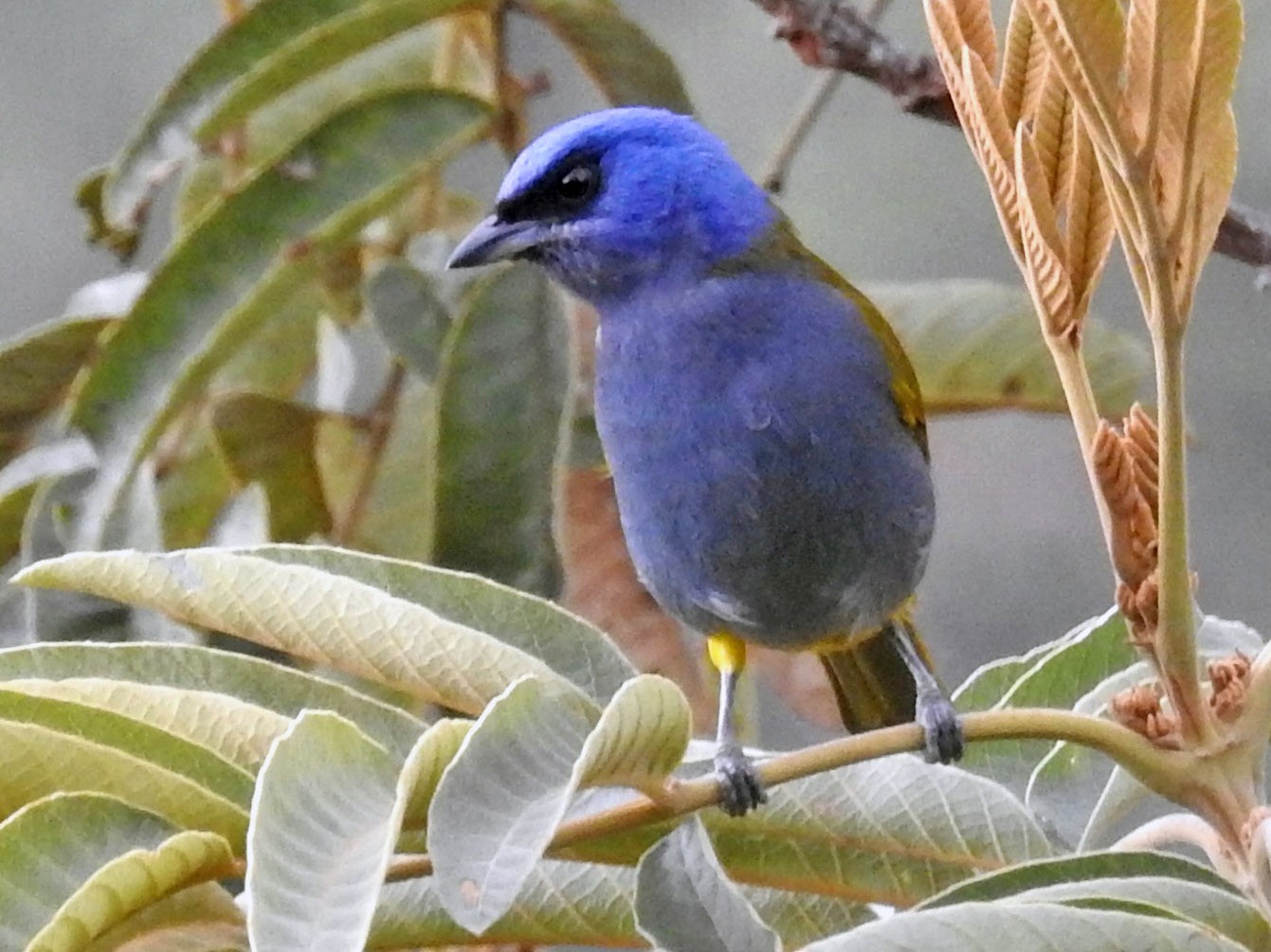 Tangara Coroniazul - Heidi Ware Carlisle