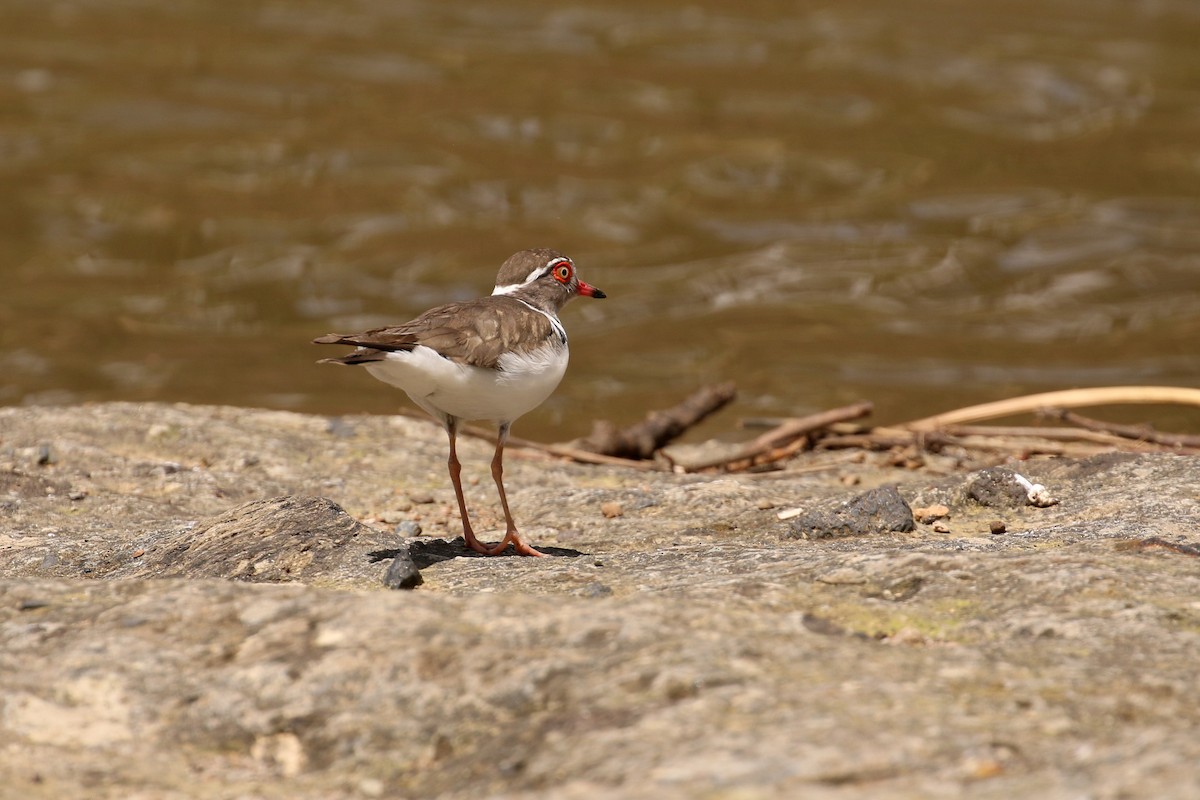 Three-banded Plover - ML55595911