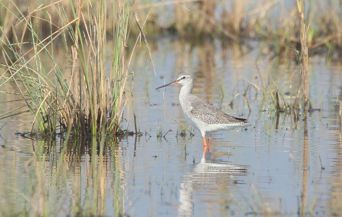 Spotted Redshank - TheNatureTrust (GroupAccount)