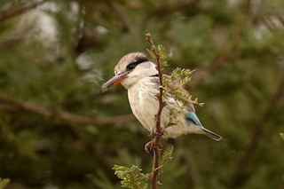  - Striped Kingfisher