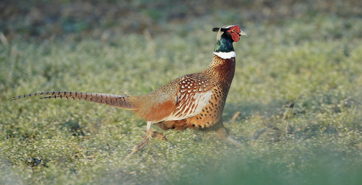 Ring-necked Pheasant - ML555962621