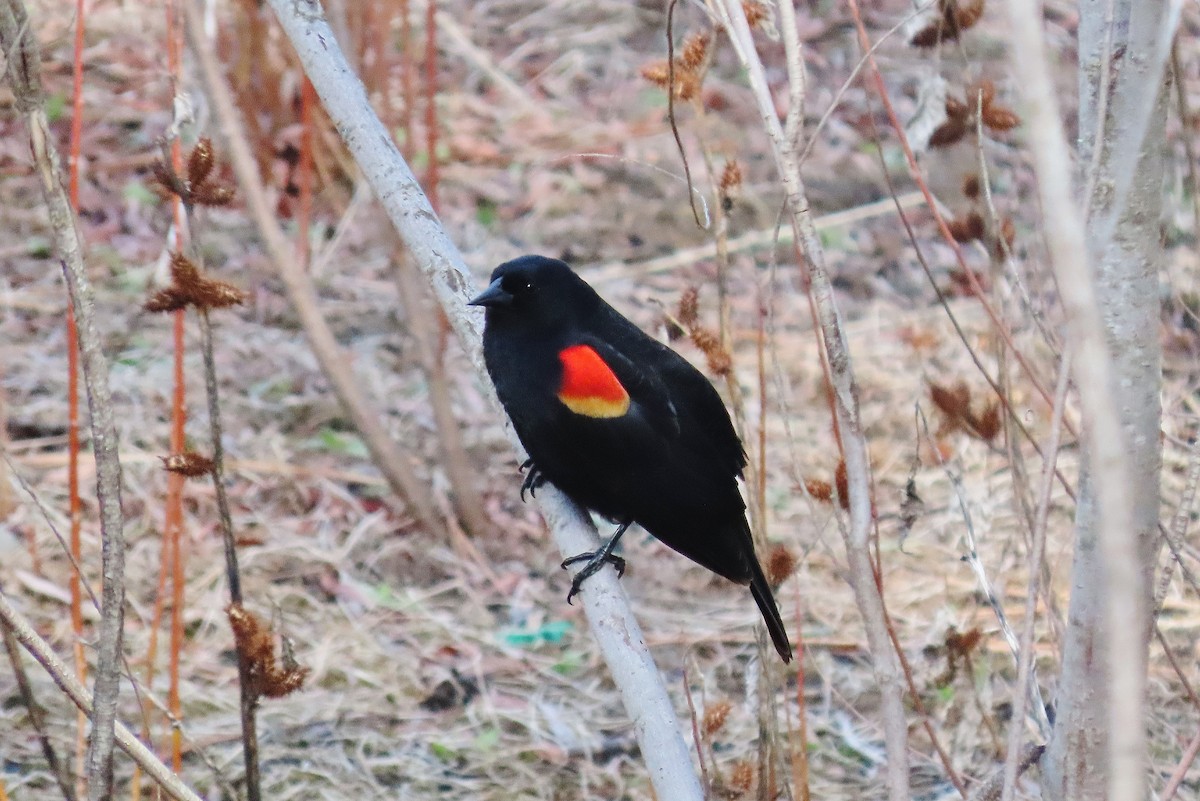 Red-winged Blackbird - ML555969801