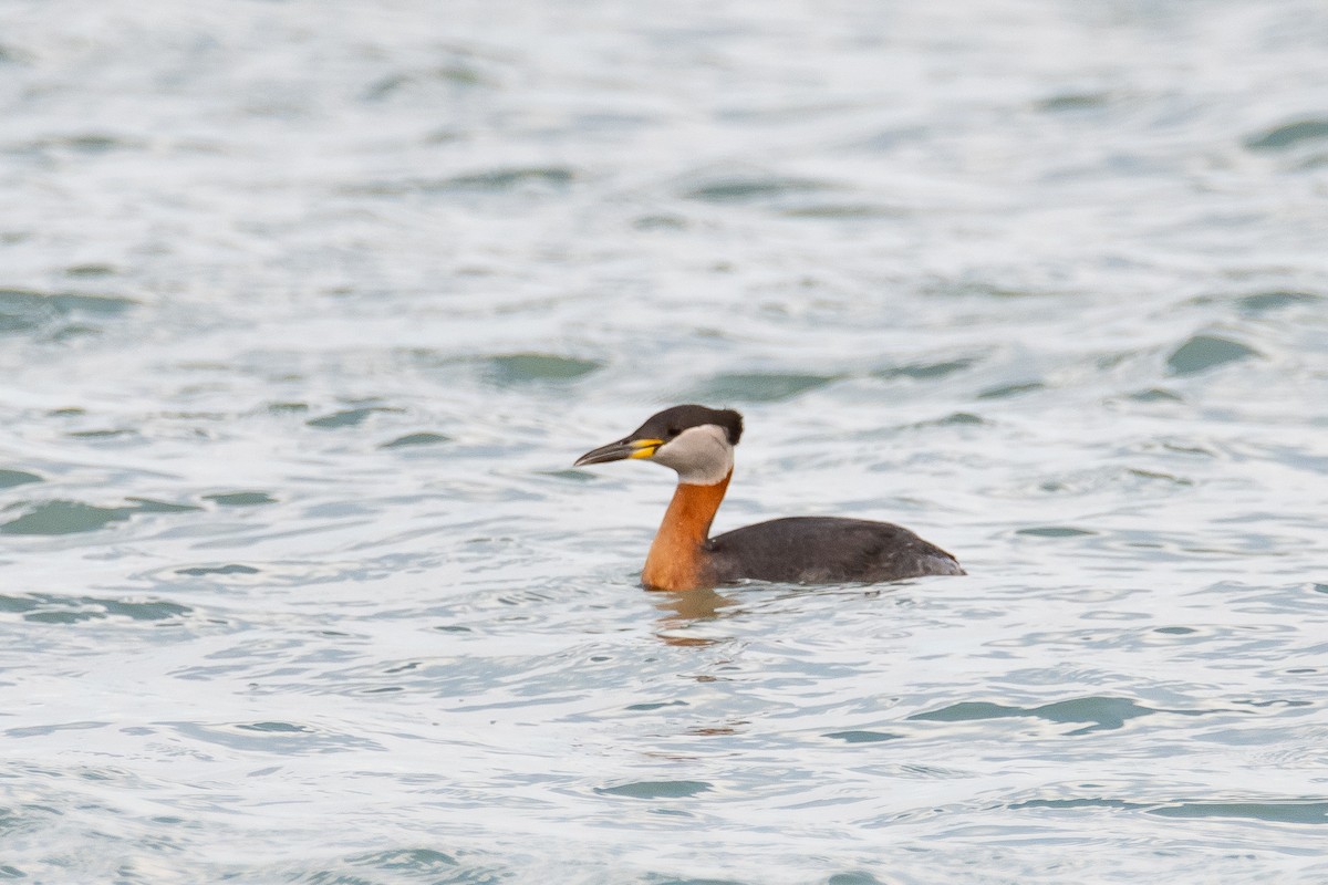 Red-necked Grebe - ML555970481