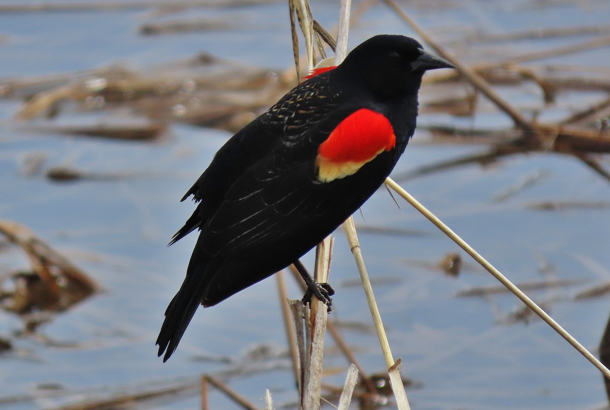 Red-winged Blackbird - ML555972161