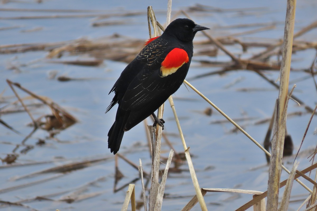 Red-winged Blackbird - ML555972171
