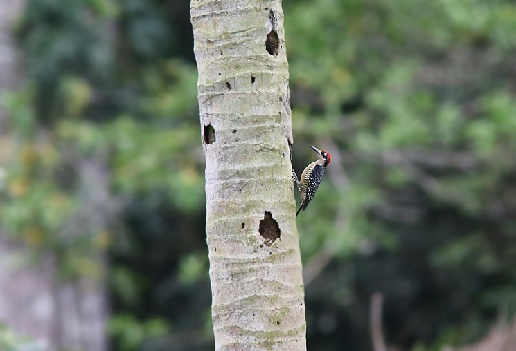 Black-cheeked Woodpecker - ML55597261
