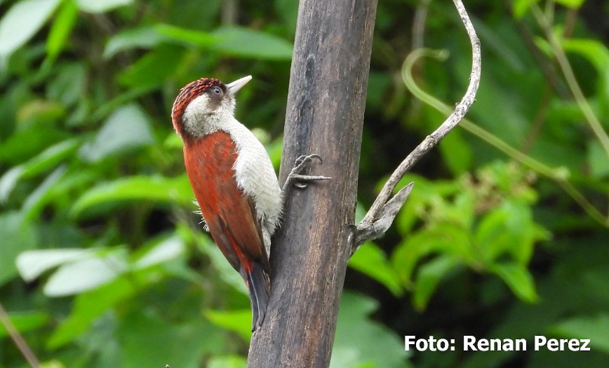 Scarlet-backed Woodpecker - ML555972811