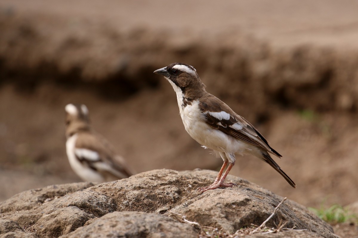 White-browed Sparrow-Weaver (Black-billed) - Tommy Pedersen