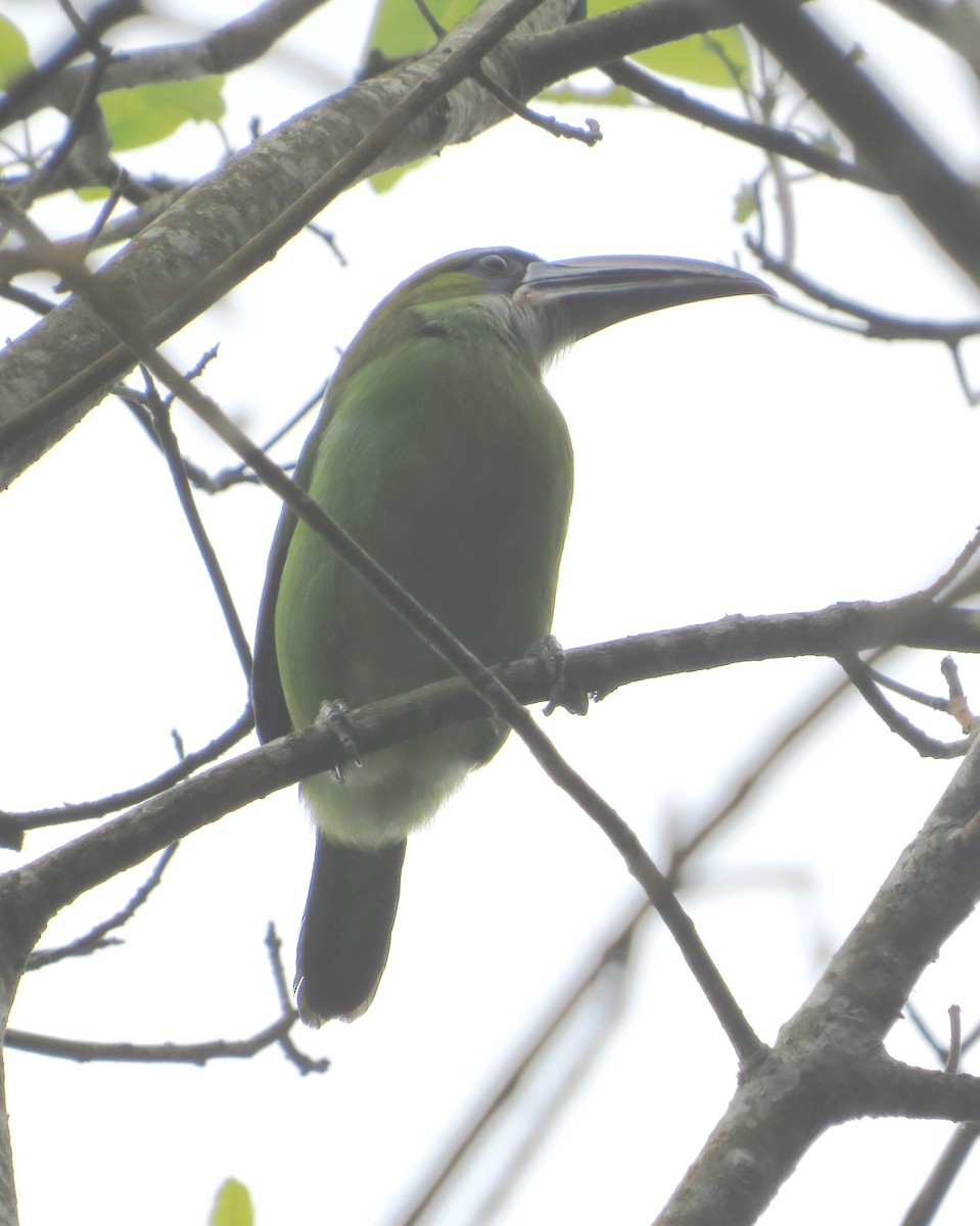 Groove-billed Toucanet - ML555974361