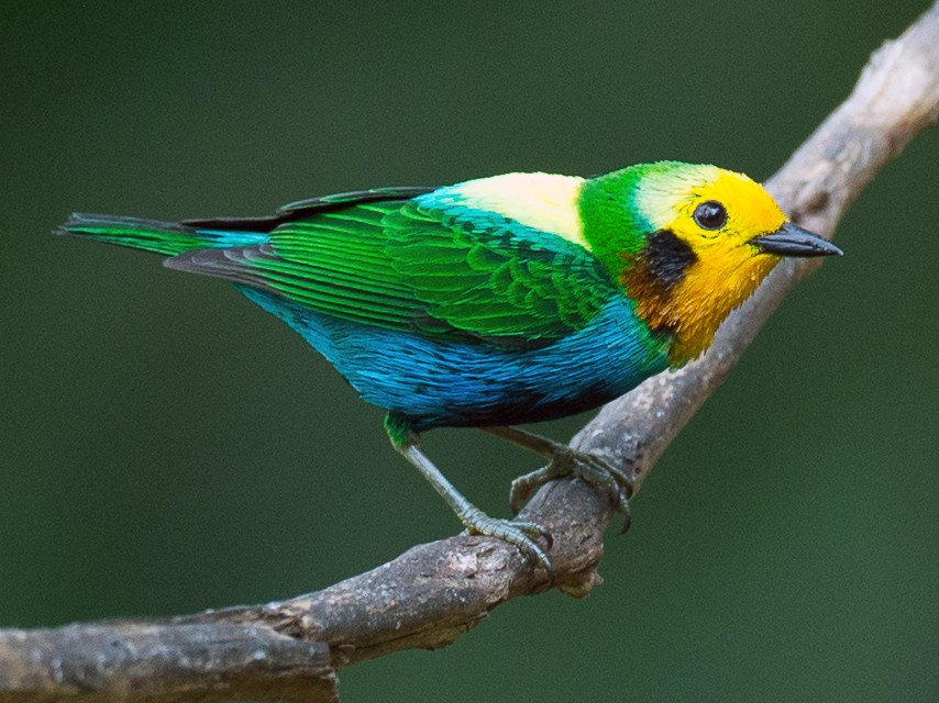 Multicolored Tanager - Chris Wood