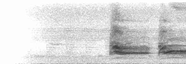  - Bornean Bristlehead