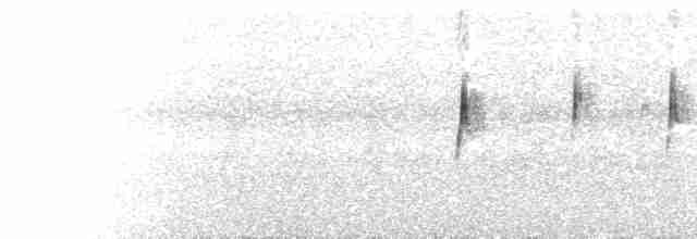  - Cinereous Ground-Tyrant