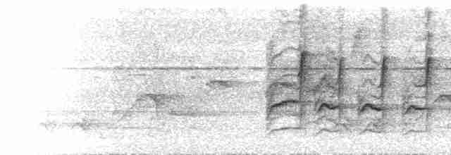  - Charlotte's Bulbul