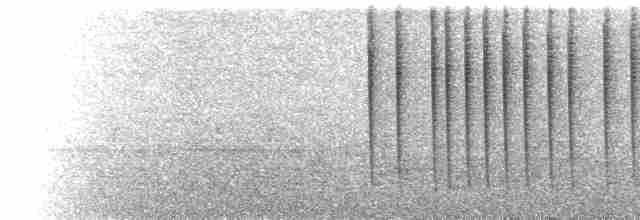  - Coppery-bellied Puffleg