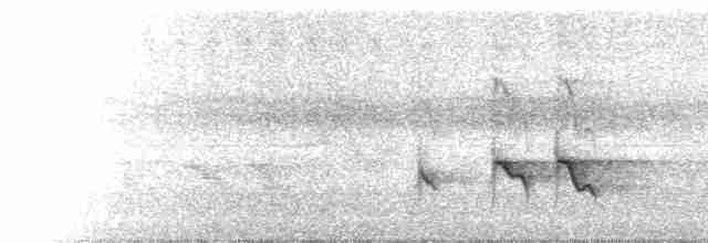  - Pied Shrike-Babbler