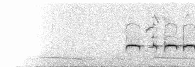  - White-browed Nuthatch