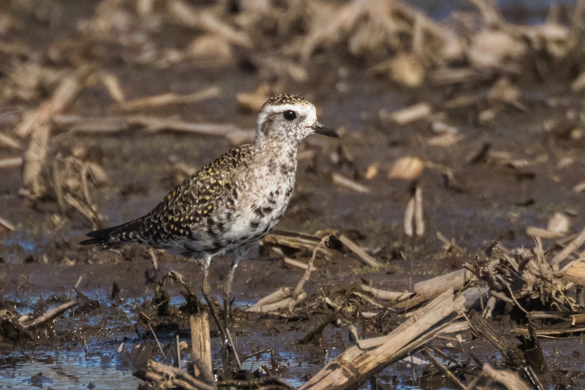 American Golden-Plover - Kenny Younger
