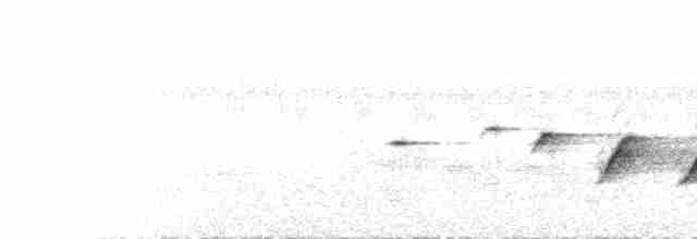  - Lesser Cuckooshrike