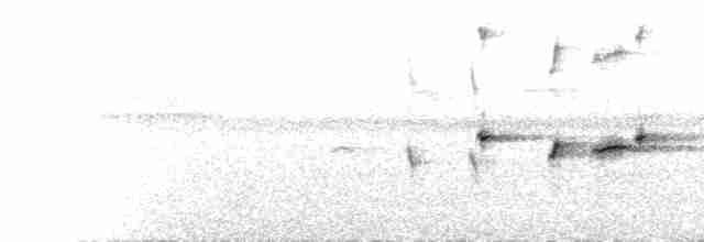  - Rufous-tailed Fantail