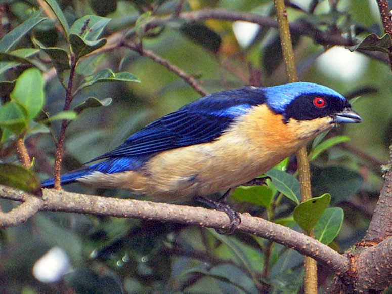 Fawn-breasted Tanager - Luis Fernandez