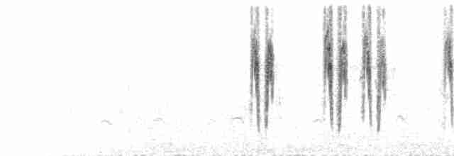  - White Wagtail (White-faced)